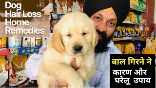 Home Remedies  Best way to Take Care of Dogs Skin Problems | Hair Fall | Groom Long Coat in Summer?