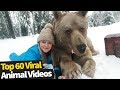 Top 60 Cute and Funny Animal Videos | Top Viral Animal Videos