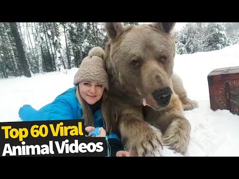 top-60-cute-and-funny-animal-videos-|-top-viral-animal-videos