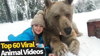 Top 60 Cute and Funny Animal Videos | Top Viral Animal Videos