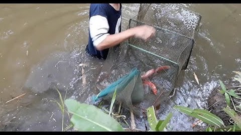Thăm lú (12 cửa ngục) dinh bầy cá đỏ lạ | fish traps in the countryside of Vietnam