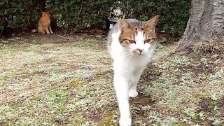 公園猫のキジ猫ちゃん、ハウスから出てきてトコトコ歩いてきた。