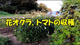 210929 花オクラ、トマトの収穫
