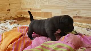 AMERICAN BULLY REDSNAKE KENNEL chiot femelle 3 semaines . ABKC DAXLINE