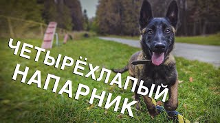 Вызов 02  Четырёхлапый напарник