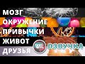 Как отказаться от сахара и вредных привычек/What I've learned на русском