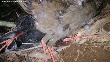 Yos Hav Zoov Tua NRAJ Hmo Ntuj Yooj Yim Kawg || Hmoob ntuj qub qab chanel