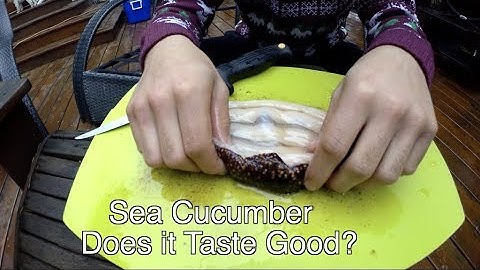 Catch and Cook SEA CUCUMBER?? Chinese Delicacy