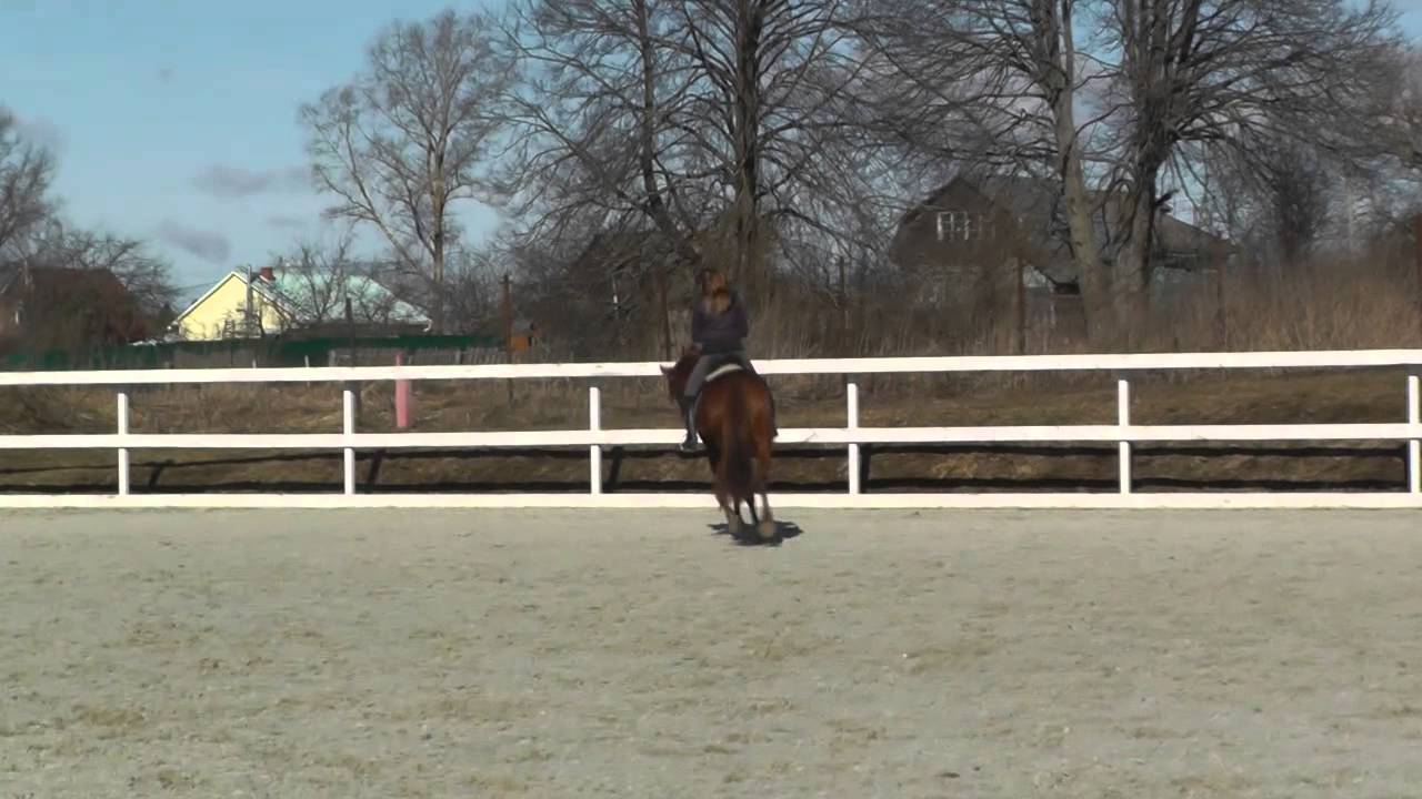 Asina L. (Mermus R x Goodtimes x Notaris)