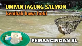 UMPAN JAGUNG SALMON PARA PETARUNG MANCING ✅ TERNYATA BEGINI #umpanjagungsalmon