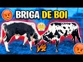 BRIGA DE BOI🔝