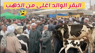 اغلى بقره والده في سوق كفر الشيخ الاسعار بقت اغلى من الذهب