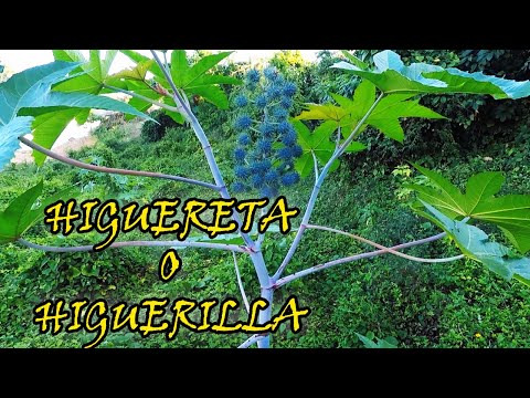 Vídeo: Planta De Aceite De Ricino (planta): Propiedades útiles Y Uso De La Planta De Aceite De Ricino, Planta De Aceite De Ricino Y Aceite De Semilla, Cultivo