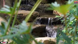 Relaxing Music With Chirping Birds & Flowing Water Sound #music #relaxingmusic #relax #yoga #sleep