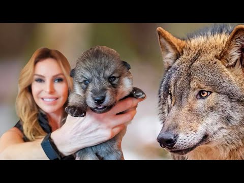 Video: Wolfdogs: Elävät Wolf Hybrid Puppies