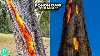 Aneh &amp; Mematikan! Inilah Jenis Pohon &amp; Tumbuhan Unik yang Ada di Dunia, Ada dari Indonesia!