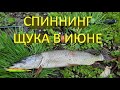 🔥 ЩУКА в ИЮНЕ. Рыбалка на воблер Strike Pro Inquisitor 110 и блесну Spinnex Atom 🔥