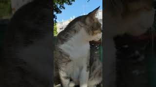 Большой кот кушает куриный суп  Милые животные  Feral cat eating chicken soup  Cute animals Meme