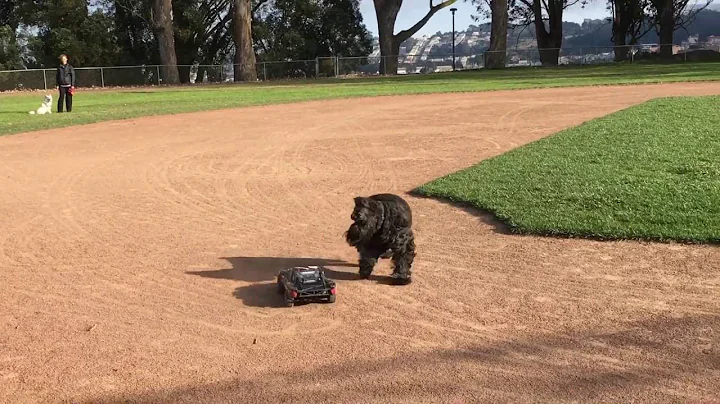 Otto chasing a race car
