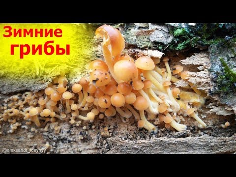 Опята Зимние Фото Съедобные