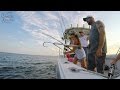 Cobia fishing between saxis and onancock virginia in the chesapeake bay