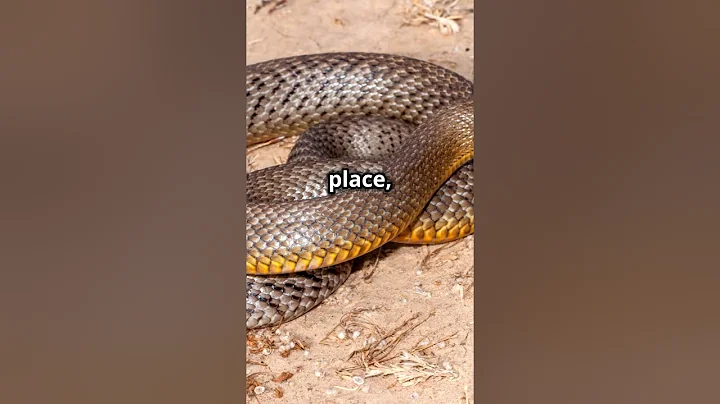 The Most Venomous Rattlesnake on Earth the Mojave Rattlesnake  #animals #marinespecies #wildlife