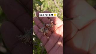 No Fruit Setting in Apple Tree ❄️🍎
