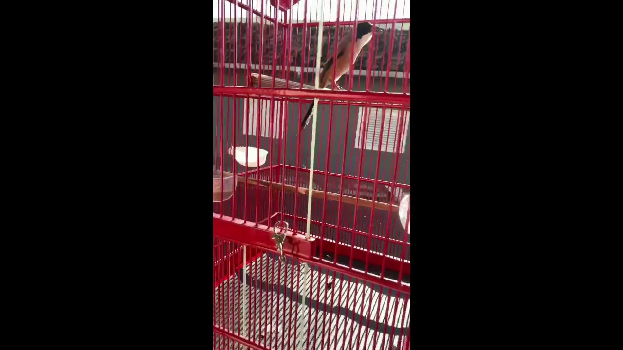 kicau burung pentet gacor isian prenjak ciblek 