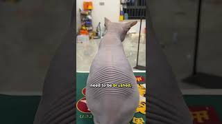 Do You Still Have To Brush A Sphynx?