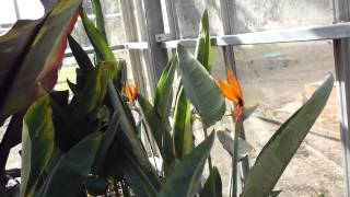 Bird of Paradise - Strelitzia - Paradísarfugl - Gróðurhús  - Garðskálaplanta