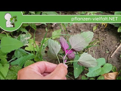 Video: Orach Mountain Spinat - Informationen zur Ernte von Meldepflanzen