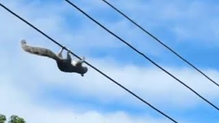 Le falló el equilibrio 😱🐿😱