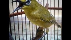 Pleci Dakun Bali Ngerol Full Kenarian - Durasi: 0:39. Pleci Dakun Bali Ngerol Full Kenarian - Durasi: 0:39.