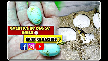 Egg candling / super simple way to egg candling / Egg hatching /bird video 🐣🦆 #viralvideo #pets