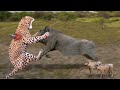 Leopard Had To Do To Escape Warthog&#39;s Revenge? Harsh Life of Wild Animal Planet - Lion vs Wild Dogs