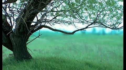 تلاوة للقارئ أحمد النفيسة (4)(9)1435 ما تيسر من سورة البقرة من 219 الى 281