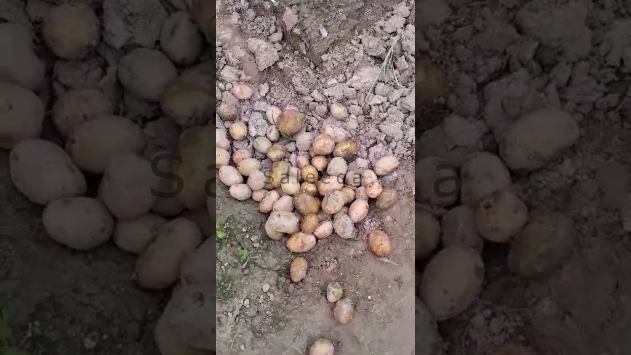 Cultivation of G1 garlic & Potatoes | Saleeqa