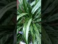 Аглаонема ( Aglaonema)