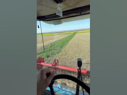 Пшениця - YouTube