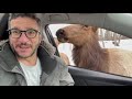 Drive-Through Safari in Quebec - Parc Omega is AWESOME