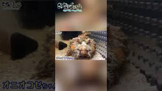 超早食いのお魚、オニオコゼちゃん！ #Shorts