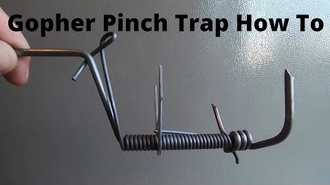 How to Set DK 1 Gopher Trap (Basic Gopher Trap)