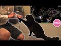 I Taught My Cat to Play osu!