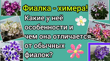 Фиалка - химера! Особенности размножения химеры! Чем она отличается от обычной фиалки?