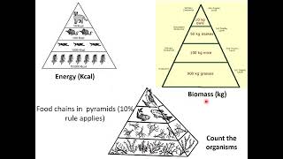 Keystone Ecology Review Part 1