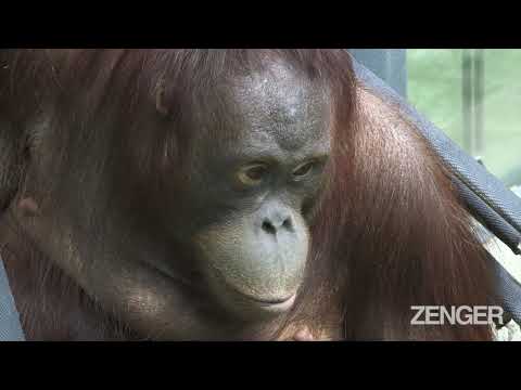 Orangutans Have Cage Turned Into Climbing Paradise