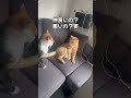 仲良し？猫のやり取りが面白い