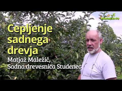 Video: Kako Posaditi Jablano V Naravi? Cepljenje Spomladi Za Začetnike In Jeseni Z Lastnimi Rokami. Kako Razlikovati Divje Jabolko Od Gojenega?