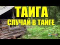 НЕБЫВАЛОЕ СОБЫТИЕ | ТАЙГА