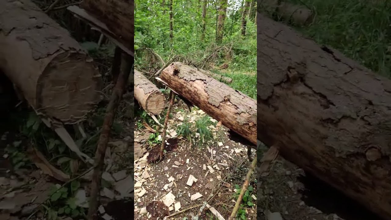 В лесу с собакой Оззи/ Разбор завала/ Бушкрафт/ 